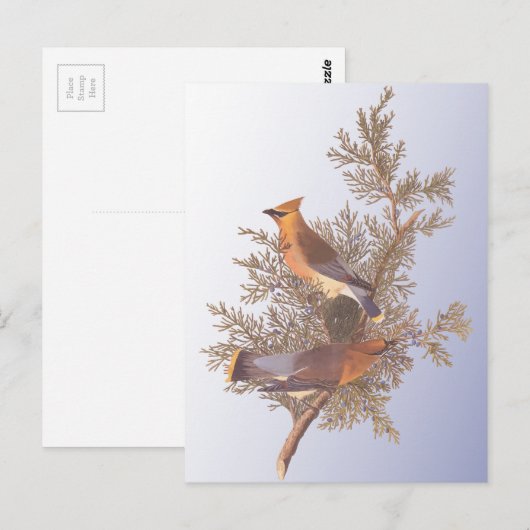 Audubon Cedar Waxwing Bird Postkarte (Vorne/Hinten)