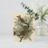 Audubon Cedar Waxwing Bird Postkarte (Stehend Vorderseite)