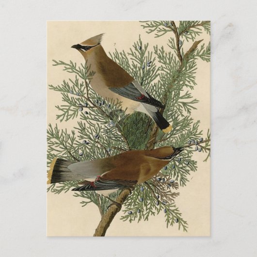 Audubon Cedar Waxwing Bird Postkarte (Vorderseite)
