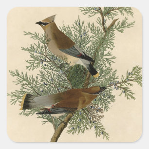 Audubon Cedar Waxwing Bird Quadratischer Aufkleber