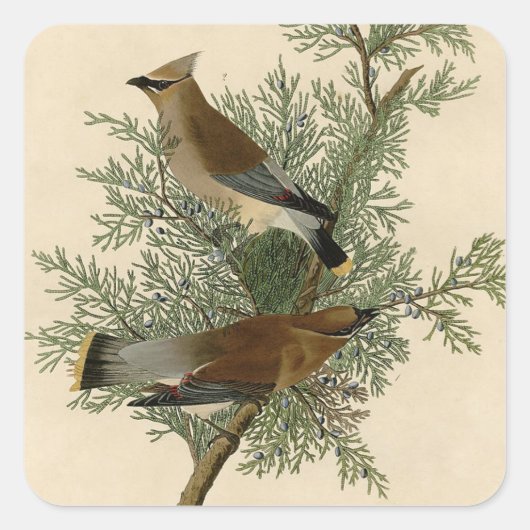 Audubon Cedar Waxwing Bird Quadratischer Aufkleber (Vorderseite)