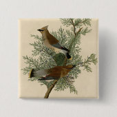 Audubon Cedar Waxwing Button (Vorderseite)
