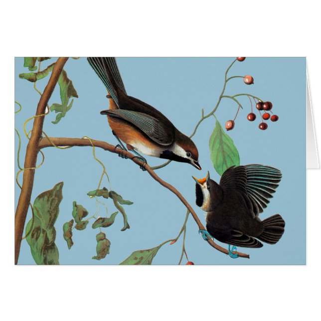 Audubon: Chickadee (Vorderseite (Horizontal))