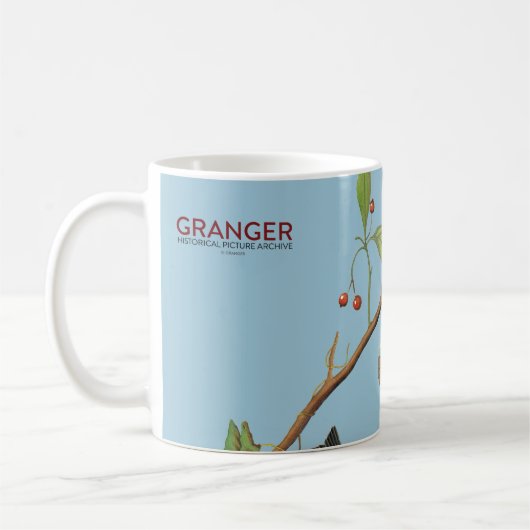 Audubon: Chickadee Kaffeetasse (Links)