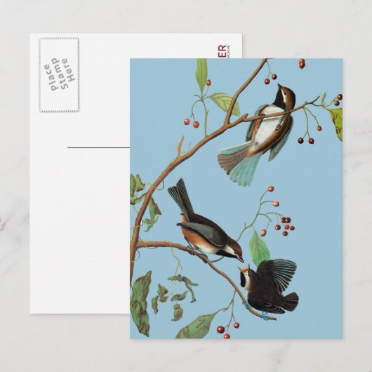 Audubon: Chickadee Postkarte (Vorne/Hinten)