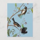 Audubon: Chickadee Postkarte (Vorderseite)