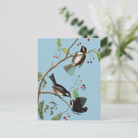Audubon: Chickadee Postkarte (Stehend Vorderseite)