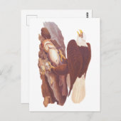 Audubon Classic Bald Eagle mit frischem Fisch Postkarte (Vorne/Hinten)