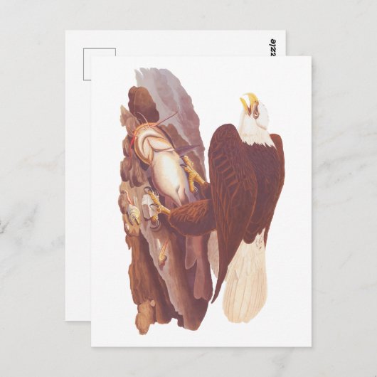 Audubon Classic Bald Eagle mit frischem Fisch Postkarte (Vorne/Hinten)