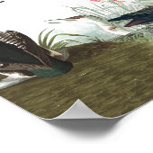 Audubon Collage Birds Animal Wildlife Poster 1 (Ecke)