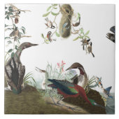 Audubon Collagen-Vogel-Tier-Tier-Fliese Fliese (Vorderseite)