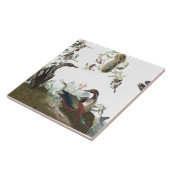 Audubon Collagen-Vogel-Tier-Tier-Fliese Fliese (Seite)