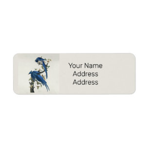 Audubon Columbia Jay Black Throated Magpie Jay
