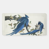 Audubon Columbia Jay Black Throated Magpie Jay Banner (Horizontal)