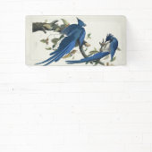 Audubon Columbia Jay Black Throated Magpie Jay Banner (InSitu)