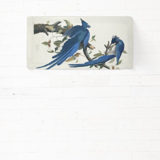 Audubon Columbia Jay Black Throated Magpie Jay Banner (InSitu)