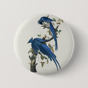 Audubon Columbia Jay Black Throated Magpie Jay Button