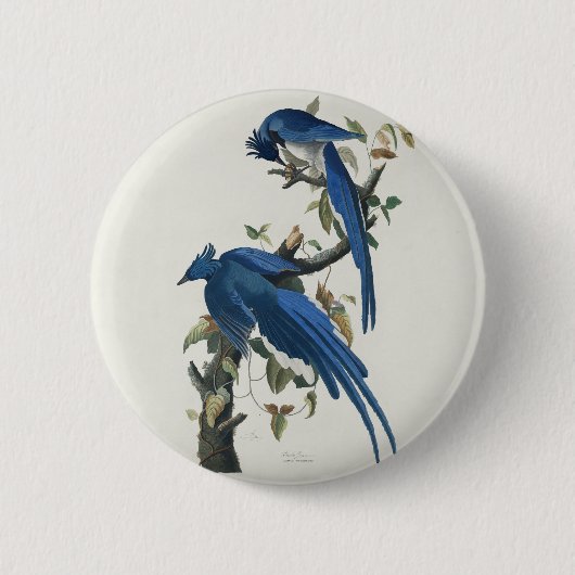 Audubon Columbia Jay Black Throated Magpie Jay Button (Vorderseite)