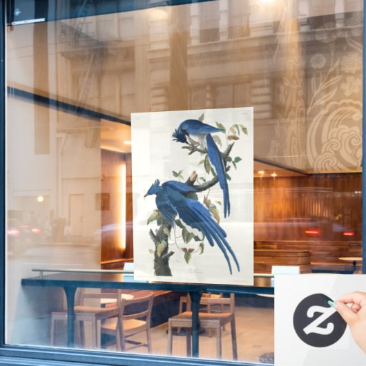 Audubon Columbia Jay Black Throated Magpie Jay Fensteraufkleber (Café-Fenster)
