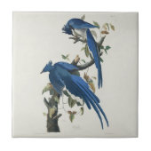 Audubon Columbia Jay Black Throated Magpie Jay Fliese (Vorderseite)