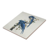Audubon Columbia Jay Black Throated Magpie Jay Fliese (Seite)