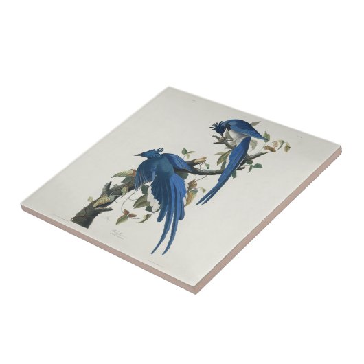 Audubon Columbia Jay Black Throated Magpie Jay Fliese (Seite)