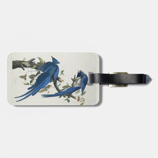 Audubon Columbia Jay Black Throated Magpie Jay Gepäckanhänger (Rückseite horizontal)