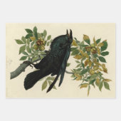 Audubon Columbia Jay Black Throated Magpie Jay Geschenkpapier Set (Vorderseite 3)
