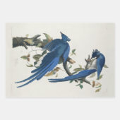 Audubon Columbia Jay Black Throated Magpie Jay Geschenkpapier Set (Vorderseite)