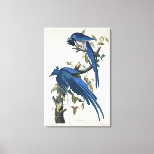 Audubon Columbia Jay Black Throated Magpie Jay Leinwanddruck (Vorderseite)