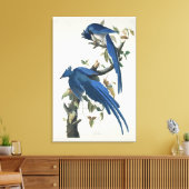 Audubon Columbia Jay Black Throated Magpie Jay Leinwanddruck (Insitu (Wohnzimmer))