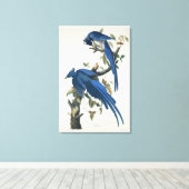 Audubon Columbia Jay Black Throated Magpie Jay Leinwanddruck (Insitu (Holzboden))