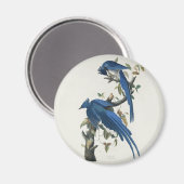 Audubon Columbia Jay Black Throated Magpie Jay Magnet (Vorderseite/Rückseite)