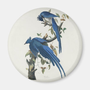 Audubon Columbia Jay Black Throated Magpie Jay Magnet