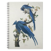 Audubon Columbia Jay Black Throated Magpie Jay Notizblock (Vorderseite)