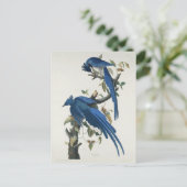 Audubon Columbia Jay Black Throated Magpie Jay Postkarte (Stehend Vorderseite)