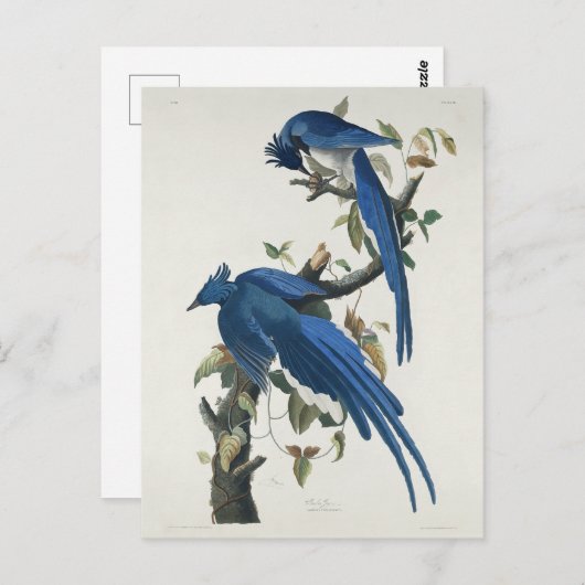 Audubon Columbia Jay Black Throated Magpie Jay Postkarte (Vorne/Hinten)