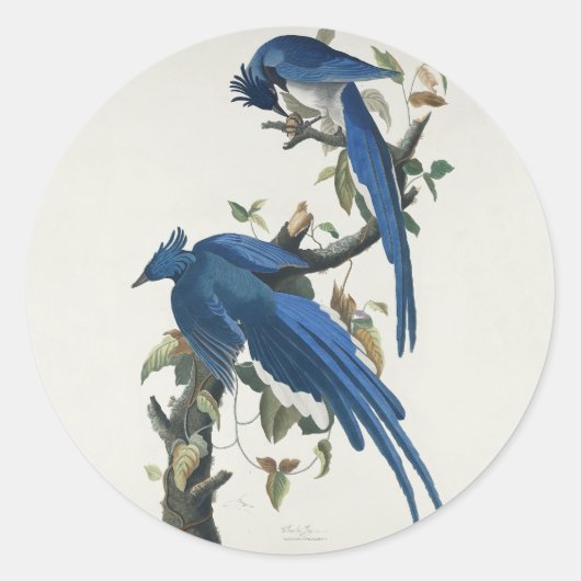 Audubon Columbia Jay Black Throated Magpie Jay Runder Aufkleber (Vorderseite)