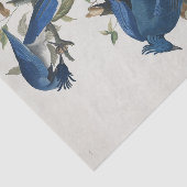 Audubon Columbia Jay Black Throated Magpie Jay Seidenpapier (Ausschnitt)