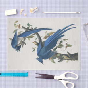 Audubon Columbia Jay Black Throated Magpie Jay Seidenpapier