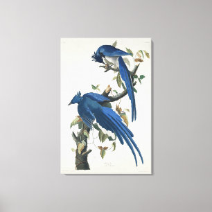 Audubon Columbia Jay Schwarzkopf Elsterjay Leinwanddruck