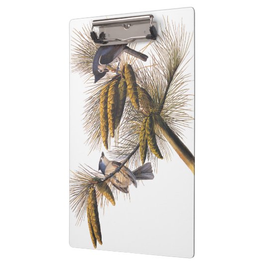 Audubon Crested Titmouse Birds in Pine Tree Klemmbrett (Links)