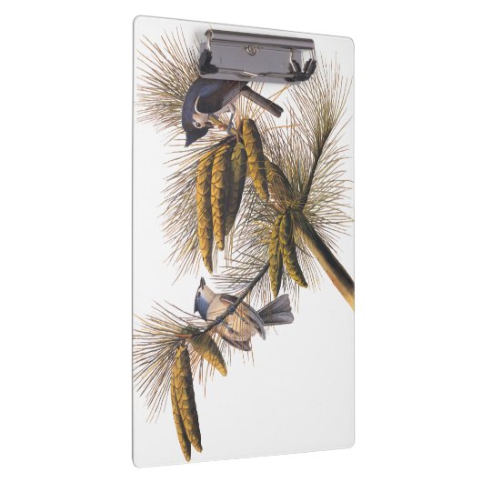 Audubon Crested Titmouse Birds in Pine Tree Klemmbrett (Rechts)