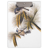Audubon Crested Titmouse Birds in Pine Tree Klemmbrett (Vorderseite)