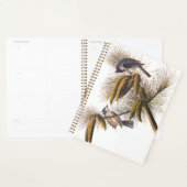 Audubon Crested Titmouse Birds in Pine Tree Planer (Anzeige)
