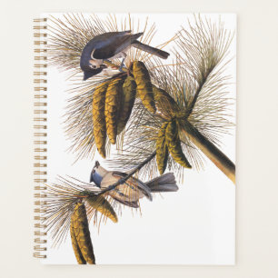 Audubon Crested Titmouse Birds in Pine Tree Planer