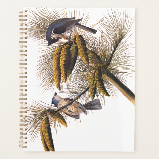 Audubon Crested Titmouse Birds in Pine Tree Planer (Vorderseite)
