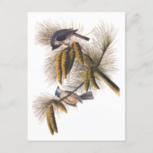 Audubon Crested Titmouse Birds in Pine Tree Postkarte