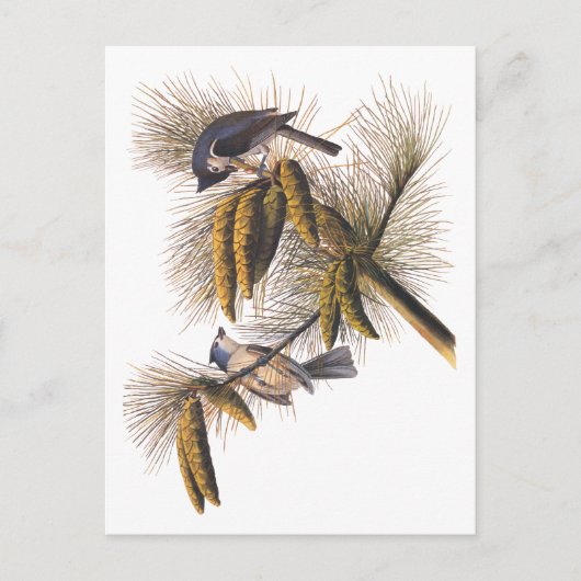 Audubon Crested Titmouse Birds in Pine Tree Postkarte (Vorderseite)