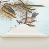 Audubon Crested Titmouse Birds in Pine Tree Sherpadecke (3/4)